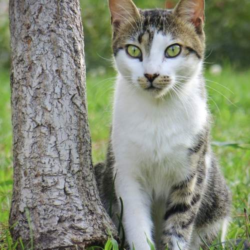 Little predator