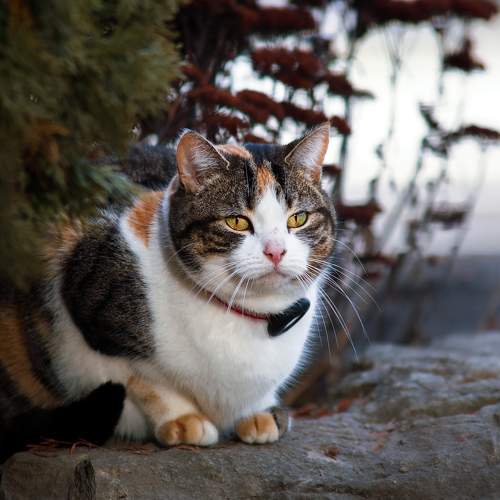 Photo #10503678