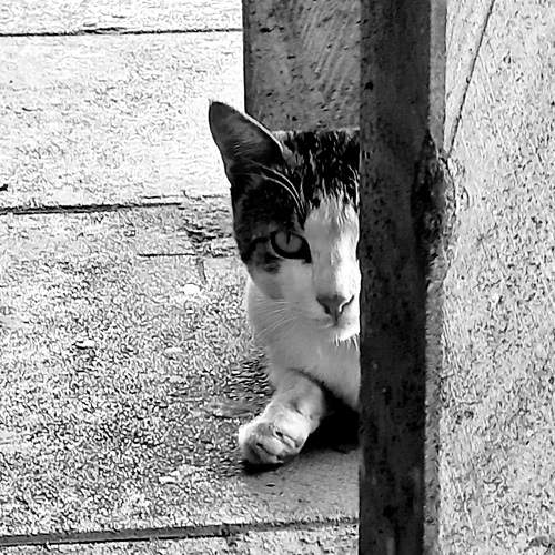 Rasht cats