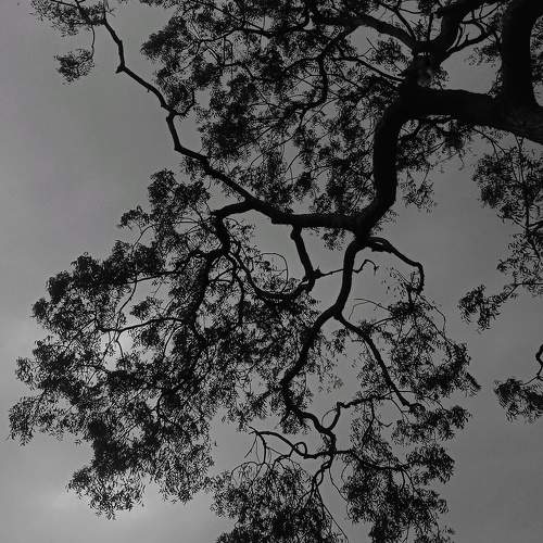 Photo #10510533