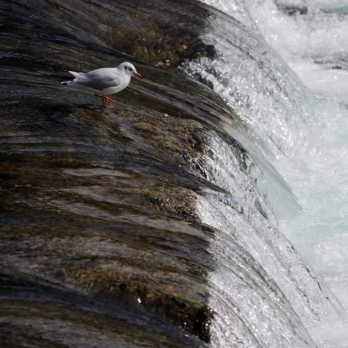 Photo #10511015