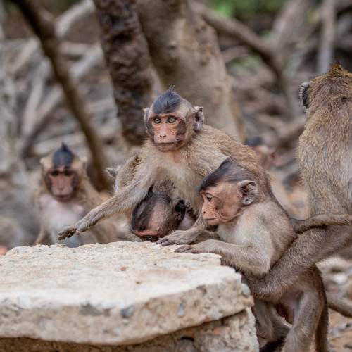 Photo #10511472