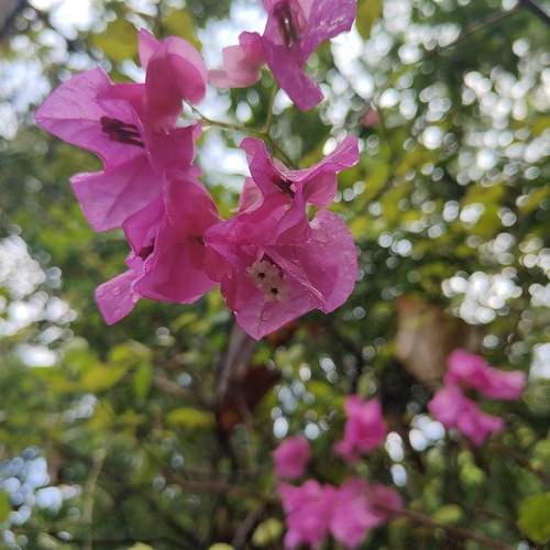 Photo #10511580