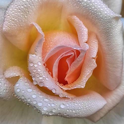 Photo #10511632