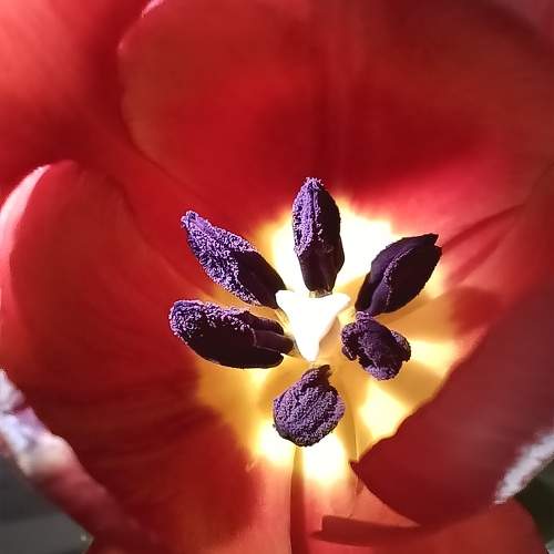 Photo #10511696