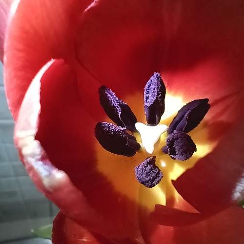 Photo #10511706