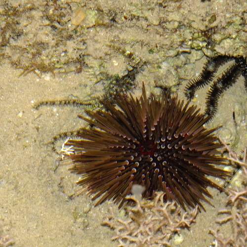 Photo #10512427