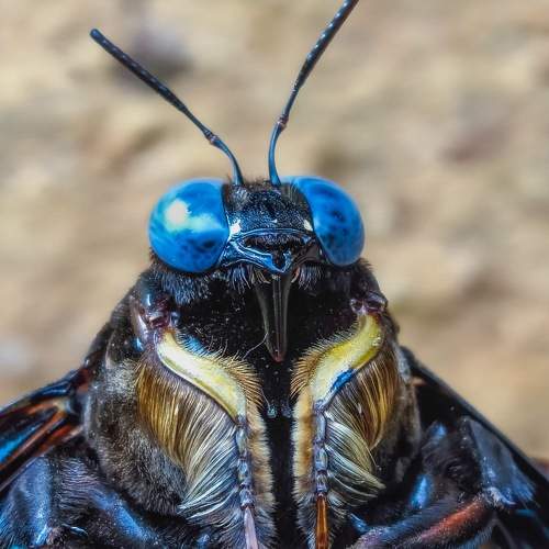 Photo #10512764