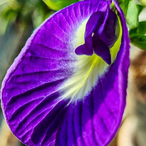 Gokarna flower