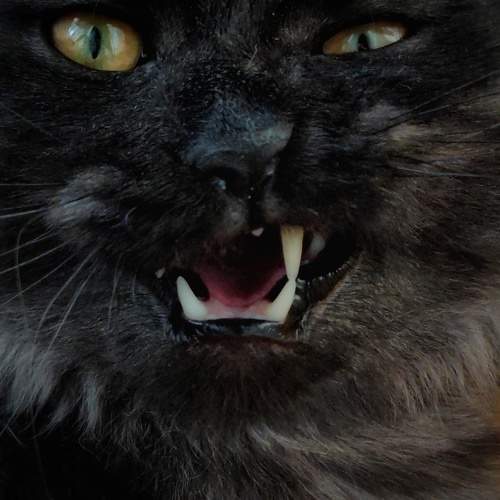 Photo #10514522
