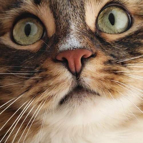 Photo #10514525