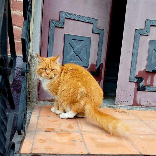 Photo #10514752