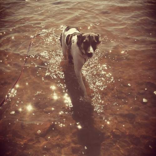 Photo #10515245