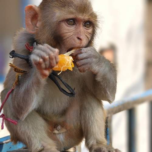 Photo #10515421