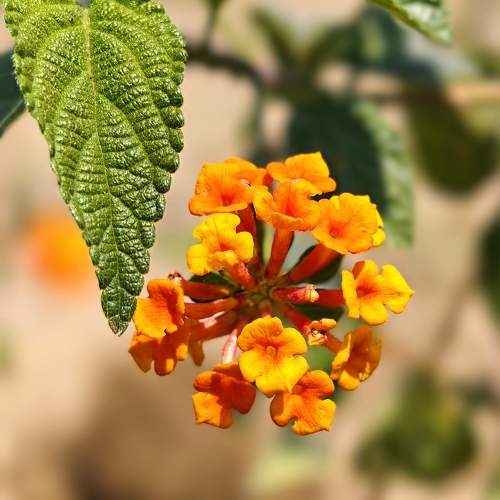 Photo #10515422