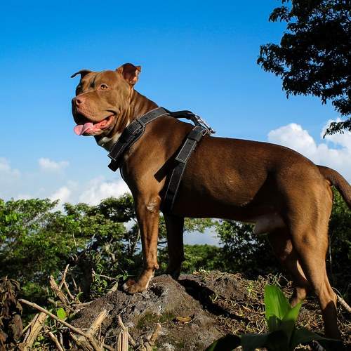 Photo #10515453