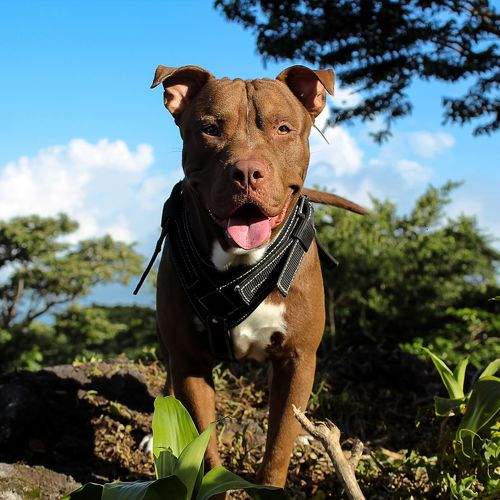Photo #10515454