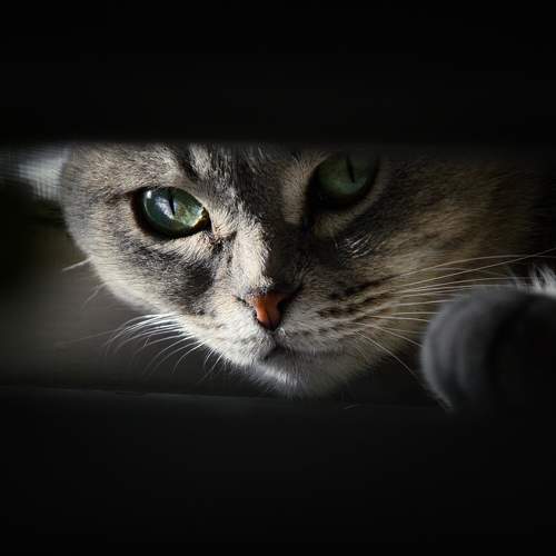 Кошка в окошке