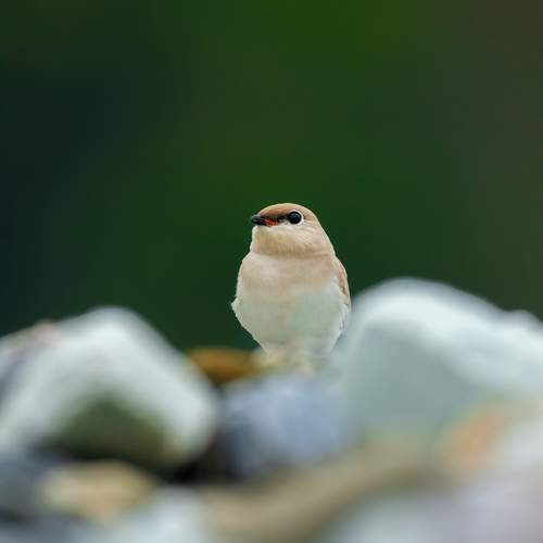 Feathered beauty amidst a river's rugged embrace.