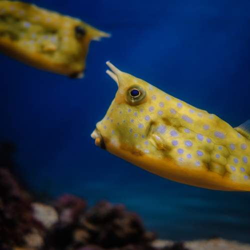 Photo #10517835