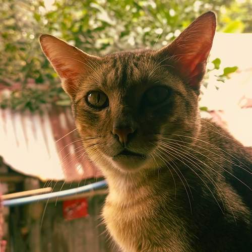 Feline Gaze