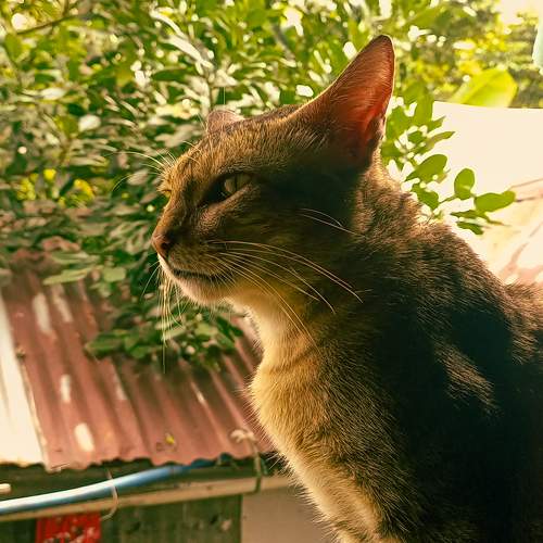 A POSE OF CAT