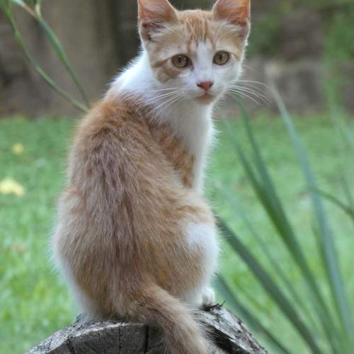 The look of a stray