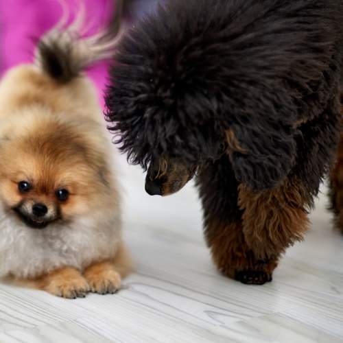 Photo #10521106