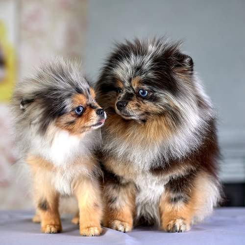 Photo #10521109