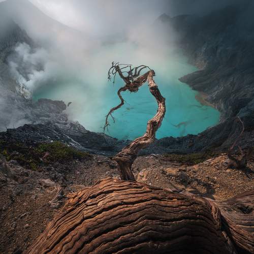 The Lonely Deadtree is Not Dead Yet