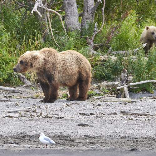 Photo #10523166