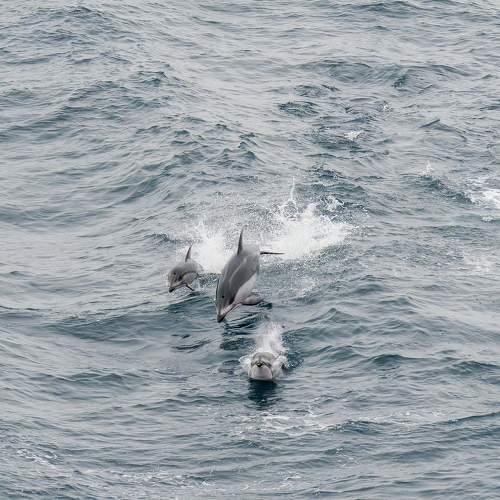 Photo #10523178