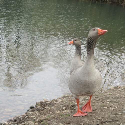 Photo #10523538