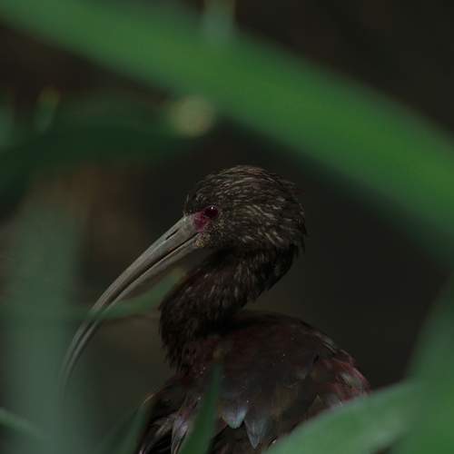 Photo #10524029