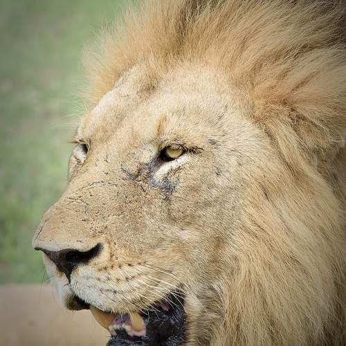 Портрет льва