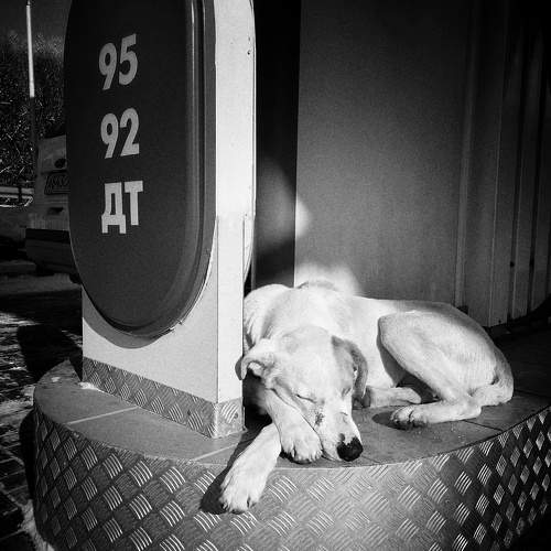 Photo #10525854