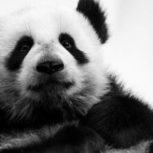 Photo #10526274
