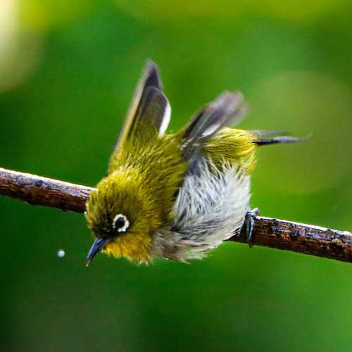 Photo #10526854