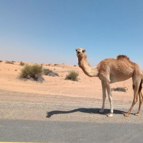 Photo #10528272