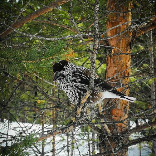 Photo #10528543