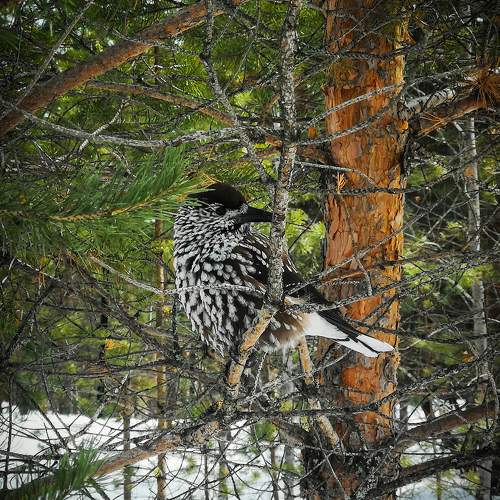 Photo #10528549