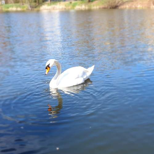 Photo #10529254