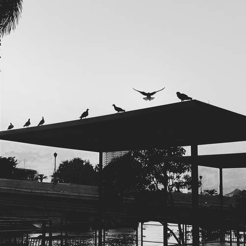 Photo #10530681