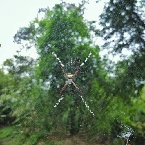 spider web
