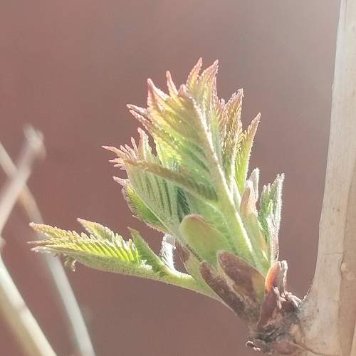 Photo #10531472