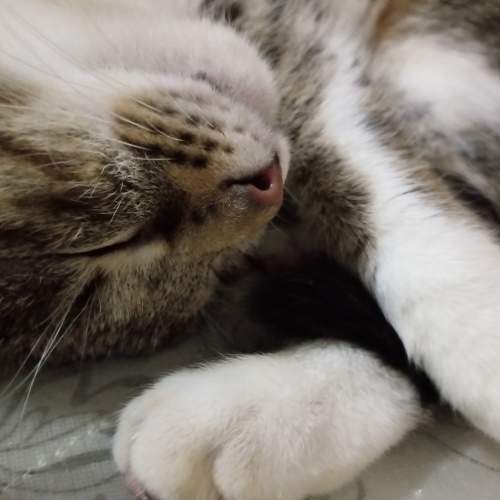 Photo #10531501