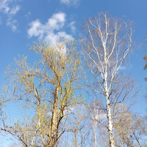 Photo #10531502