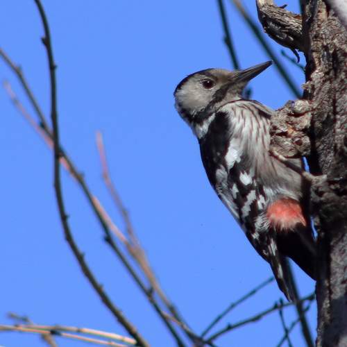Photo #10531725