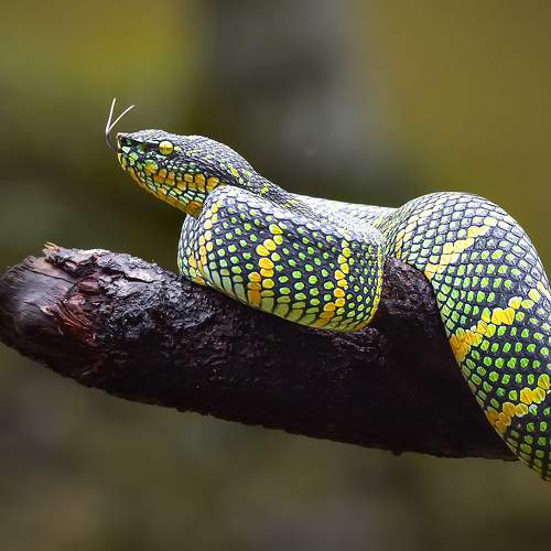 Tropidolaemus Wagleri