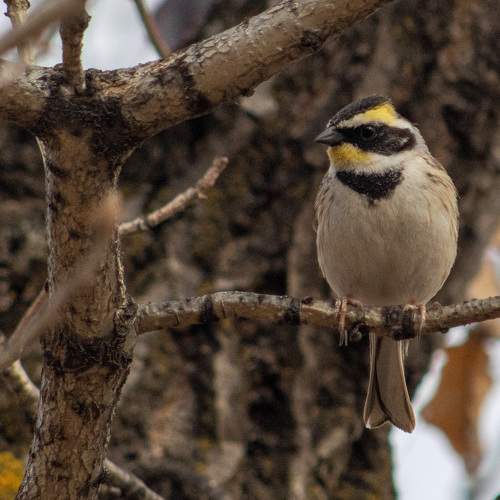 Photo #10531922